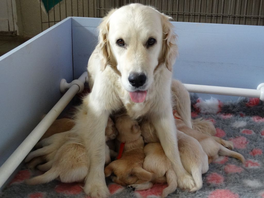 Rumsava - Golden Retriever - Portée née le 15/07/2019